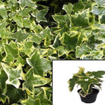 Ivy Gold Child Plant 1Quart Pot Golden Ingot Ivy Plant Hedera Helix Common Ivy English Live Plant Ht7