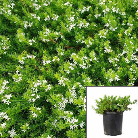 Myoporum White 4Inches Pot Boobialla Ground Cover Ht7 Best Atlas cedar Blue Atlas Cedar Needled evergreen Live Plant