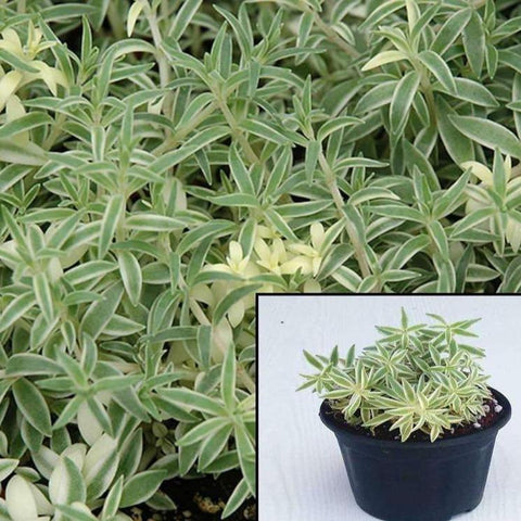 Sedum Succulent Lineare Sea Urchin Plant 1Quart Pot Needle Stonecrop Live Plant Best Ht7 Best