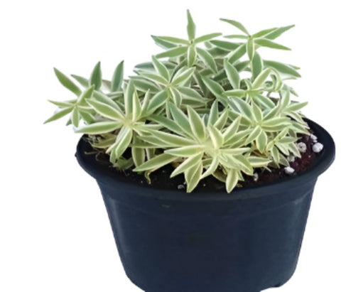 Sedum Succulent Lineare Sea Urchin Plant 3Inches Pot Needle Stonecrop Live Plant Best Ht7 Best