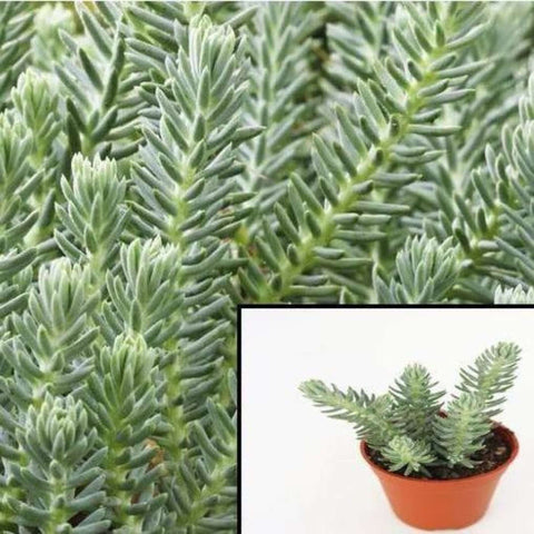 Sedum Reflexum Blue Spruce 4Inches Pot Blue Stonecrop Plant Succulent Drought Tolerant Live Plant Mr7