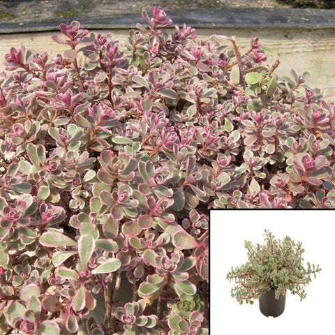 Sedum Spurium Tricolor Succulent Plant 3Inches Pot Caucasian Stonecrop Live Plant Mr7Ht7 Best