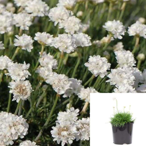 Armeria Maritima Alba Plant 3Inches Pot Thirft Sea White Buds Live Plant Outdoor Ht7