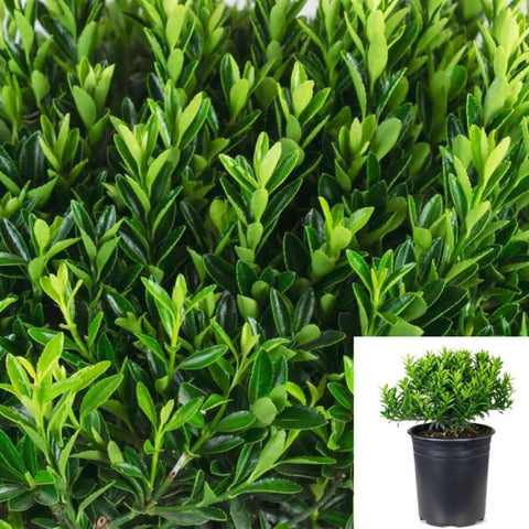 Euonymus Microphylla 1Gallon Boxleaf Euonymus Plant Euonymus Microphylla Perennial Plant Pot Live Plant Outdoor Plant Fr