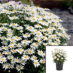 Chrysanthemum Sup Carpet Angel Plant 2 Gallon Pot Shasta White Daisy Flower Live Plant Mr7