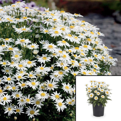 Chrysanthemum Sup Carpet Angel Plant 2Gallon Pot Shasta White Daisy Flower Live Plant Mr7