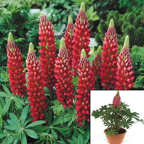Lupinus Lupini Red Shades Plant Lupine Plant Gallery Red Lupini 6Inches Outdoor Live Plant