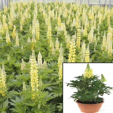 Lupinus Lupini Yellow Shades 6Inches Pot European Yellow Lupine Live Plant