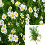 Chamaemelum Nobile 1Quart Pot Roman Chamomile Plant White Chamomile Spelled Ht7