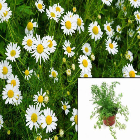 Chamaemelum Nobile 1Quart Pot Roman Chamomile Plant White Chamomile Spelled Ht7