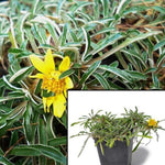 Dymondia Margaretae 3Inches Pot Silver Carpet Plant Carpet Daisy Yellow Silver Carpet Tapytma Live Plant Mr7