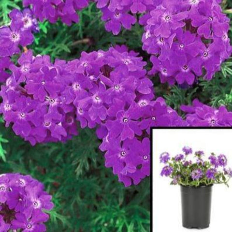 Verbena Tapien Purple 1Quart Pot Annual Vervain Plant Glandularia Canadensis Live Plant Mr7Ht7
