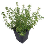 Thyme Gold Plant Thyme Live Plant 4In Pot thyme plant groundcover plant