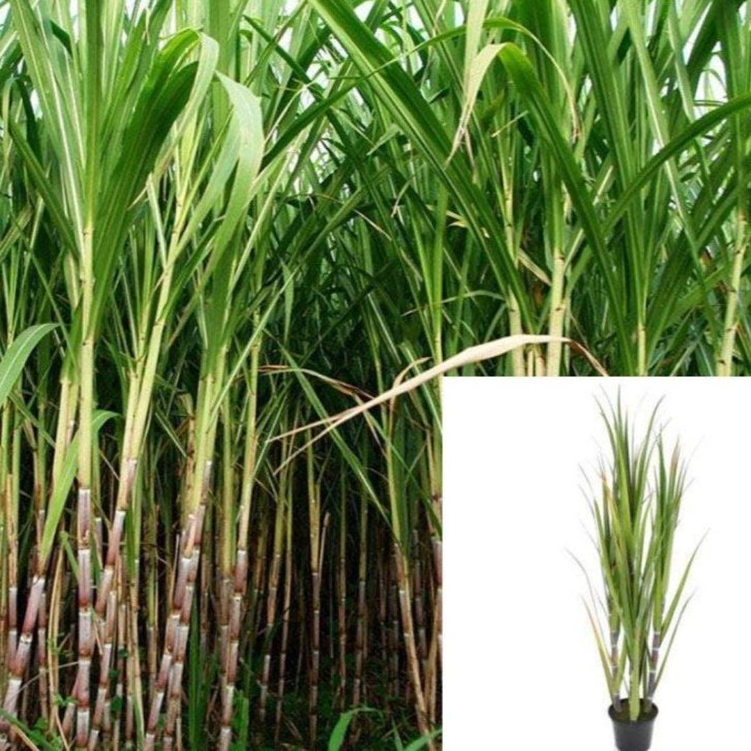 Live Sugar Cane Plant - Edible Sweet Black Saccharum In 1 Gallon Pot, Ready To Grow