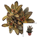 Kalanchoe Chocolate Soldier Plant Panda Plant Brown 4Inches Pot Li Live Plant Succulent Drought Tolerant Ht7