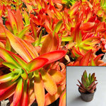 Crassula Campfire Plant Flames Calderoniae Red 4Inches Pot Succulent Drought Tolerant Live Plant