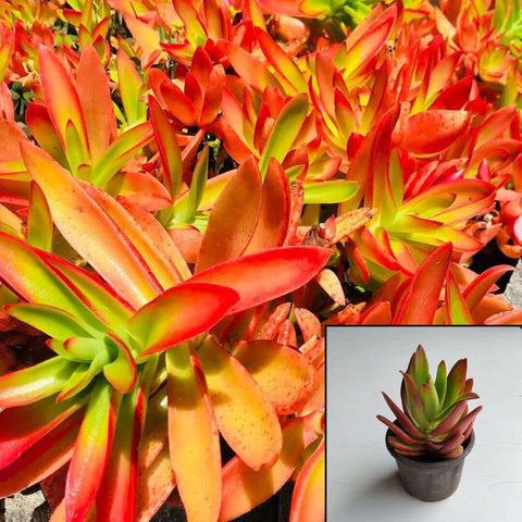 Crassula Campfire Plant Flames Calderoniae Red 4Inches Pot Succulent Drought Tolerant Live Plant