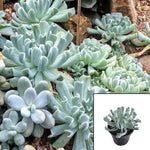 Echeveria Topsy Turvy Plant Silver Spo Echeveria 4Inches Pot Succulent Drought Tolerant Live Plant Ht7 Best