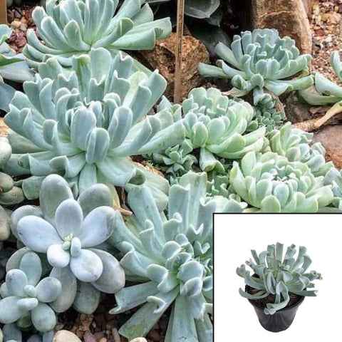 Echeveria Topsy Turvy Plant Silver Spo Echeveria 4Inches Pot Succulent Drought Tolerant Live Plant Ht7 Best