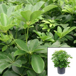 Schefflera Arboricola Plant  Tallumbrella Plant 1Gallon Dwarf Umbrella Tree House Plant Pr6 Live Plant Live Forever Plant Ht7 Best