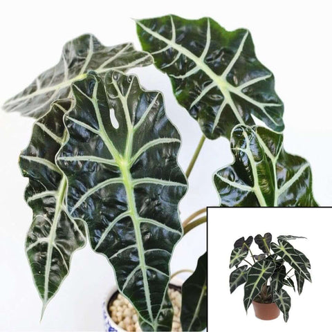 Alocasia Polly Plant African Mask Plant House Live Plant ht7 6Inches POT