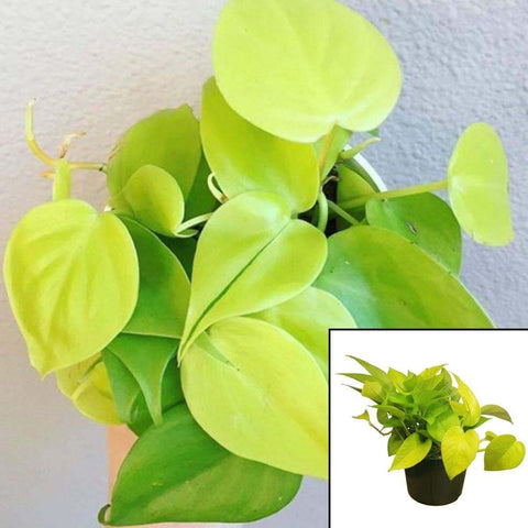 10 Cuttings pothos Neon Epipremnum Aureum Yellow Large Hanging Foliage x 3 Long Live Plant Not Rooted