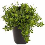 Thyme Variegated 4Inches Plant Variegated Lemon Thyme Plant Outdoor Live Plant Ht7 Best