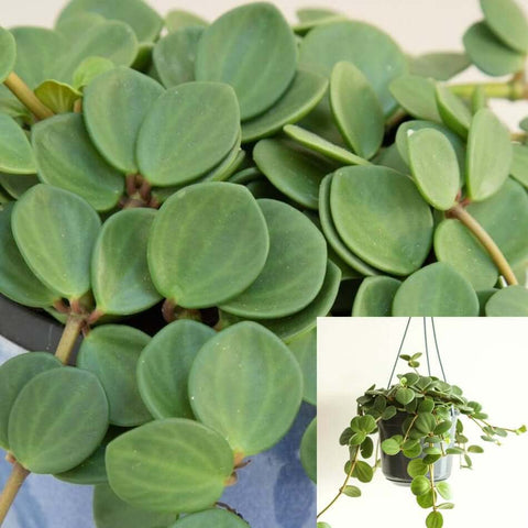 Peperomia Hope Plant 4inches Jade Trailing Peperomia Rotundifolia Succulent String of Hard coin round dishes plant vine Creeping Live plant ht7 best