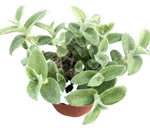 White Velvet 4inches Tradescantia Sillamontana Matuda hairy leaves purple flower creeping hanging Live Plant