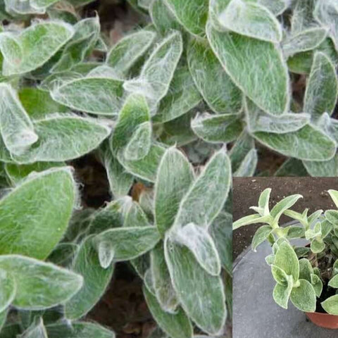 20 Cuttings Tradescantia Sillamontana Matuda White 3 Long Gossamer White Velvet hanging Indo Plant Not Rooted