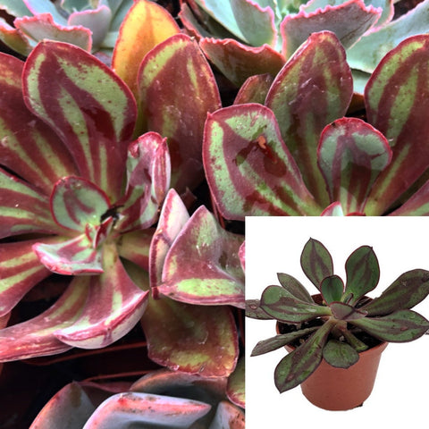 Echeveria Nodulusa 4Inches Succulent Drought Tolerant Lithops Cactus Plant Echeveria Nodulosa Maruba Plant 4Inches Pot Live Ht7