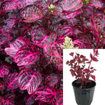 Iresine Bloodleaf Chicken Purple 6Inches Plant Gizzard Beefsteak Plant 6Inches Pot Live Plant Ht7