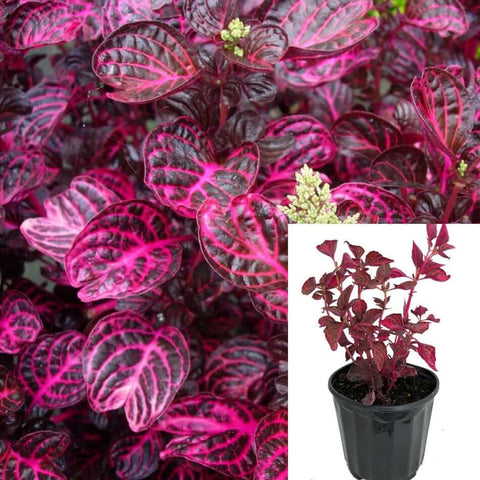 Iresine Bloodleaf Chicken Purple 6Inches Plant Gizzard Beefsteak Plant 6Inches Pot Live Plant Ht7