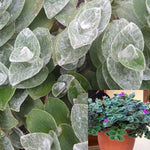 Tradescantia Sillamontana Matuda Plant White Gossamer Plant Silver Dust White Velvet 8Inches Pot Live Plant Hanging Ground ht7
