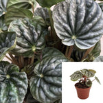 Peperomia Gray Luna Plant Peperomia Caperata Black Live Plant 4Inches Pot Indoor Healthy Premium Ht7 Best