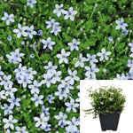 Isotoma Mini Blue Star Creeper Plant 3Inches Pot Isotoma Fluviatilis Live Plant Ht7