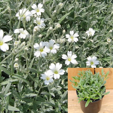 Cerastium Tomentosum Snow In Summer Plant 3Inches Pot White Snow In Summer Ground Cover Live Plant Mr7A