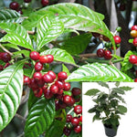 Coffee Arabica 4Inches Pot Plant Coffeae Arabica Arabian Plant 1 2Ft Tall Ht7