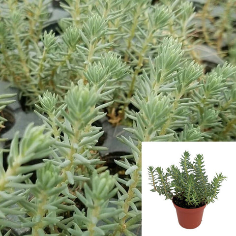 Sedum Blue Spruce Plant 4Inches Pot Stonecrop Sedum Rupestre Succulent Drought Tolerant Live Plant Ht7 Best