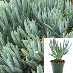 Senecio Chalk Stick Blue Plant 4Inches Pot Senecio Serpens Plant Succulent Drought Tolerant Live Ht7 Best