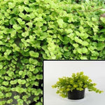 Creeping Jenny Goldilocks 4Inches Pot Moneywort Lysimachia Groundcover Live Plant Ht7 Best