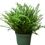 Fern Lemon Button Fern Plant 6Inches Pot Nephrolepis Cordifolia Duffii Fern Prem Ht7