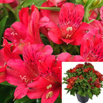 Alstroemeria Inca Bandit Red Plant 1Gallon Pot Peruvian Lily House Live Plant