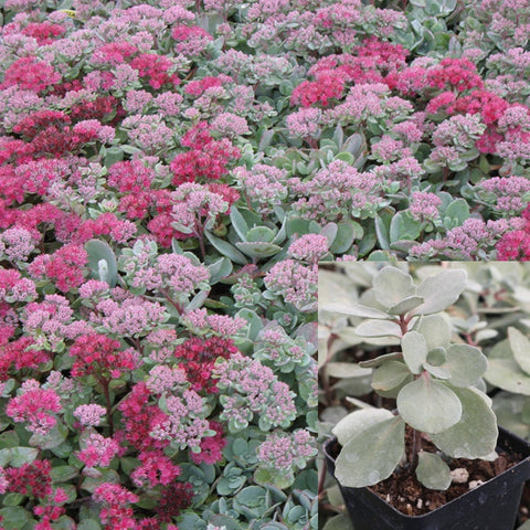 Sedum Vera Jameson Stonecrop Blue Succulent Drought Tolerant Rocky Garden LIVE Plant 4Inches Pot Ht7 Best