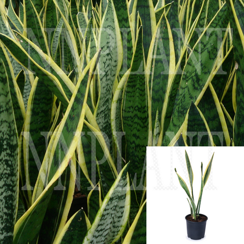 Snake Plant  Variegated Snake Green Plant Succlent Lant Mother In Law Tongue Live Plant 1 Gallon Pot 