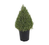 Rosmarinus Officinalis Cone Plant Upright Rosemary Live Plant HO75g7G 7GALLON