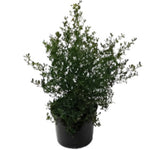 Ceanothus Carmel Creeper 1 Gallon Griseus Horizontalis Lilac Blue Live Plant Outdoor Fr7