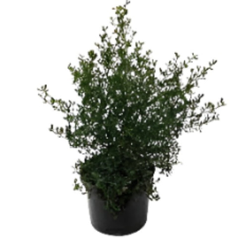 Ceanothus Carmel Creeper 1 Gallon Griseus Horizontalis Lilac Blue Live Plant Outdoor Fr7