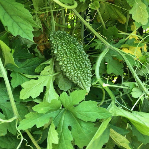 Bitter Melon India Green Queen Packet