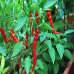 Hot Pepper India Jwala Finger Hot Seeds Packet 25